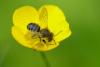 Megachile sp.